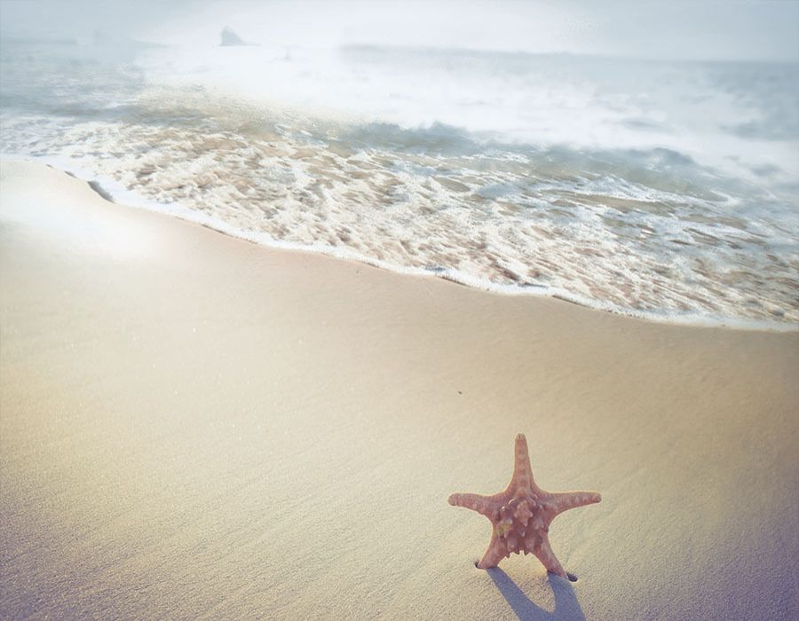 Orilla de playa con estrella de mar